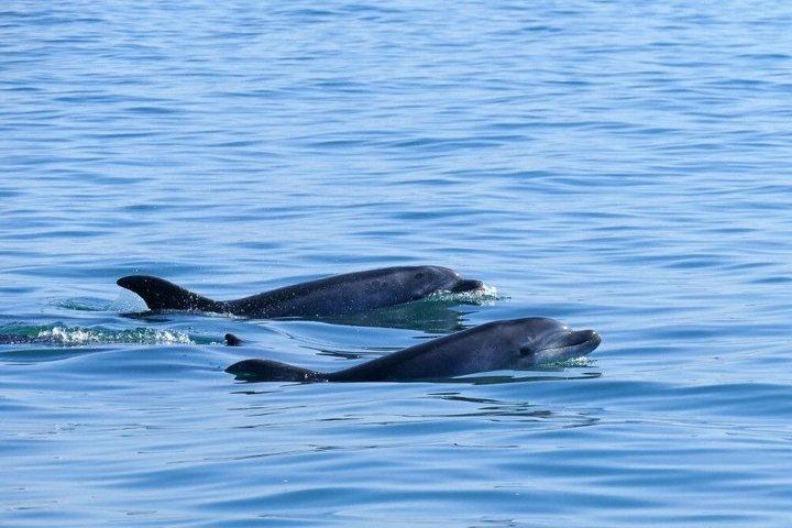 Observation of Dolphins in Sesimbra