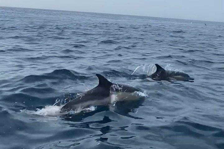 Observation of Dolphins in Sesimbra