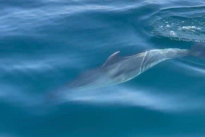 Observation of Dolphins in Sesimbra