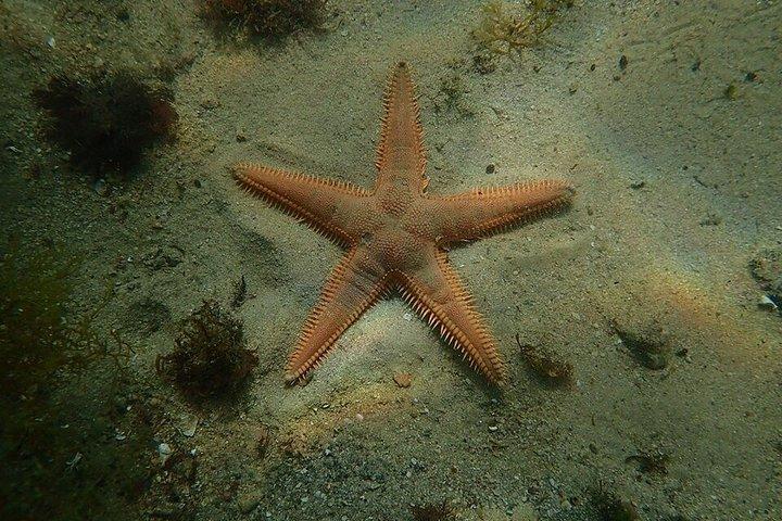 アラビダ自然公園リスボンシュノーケリングアドベンチャー