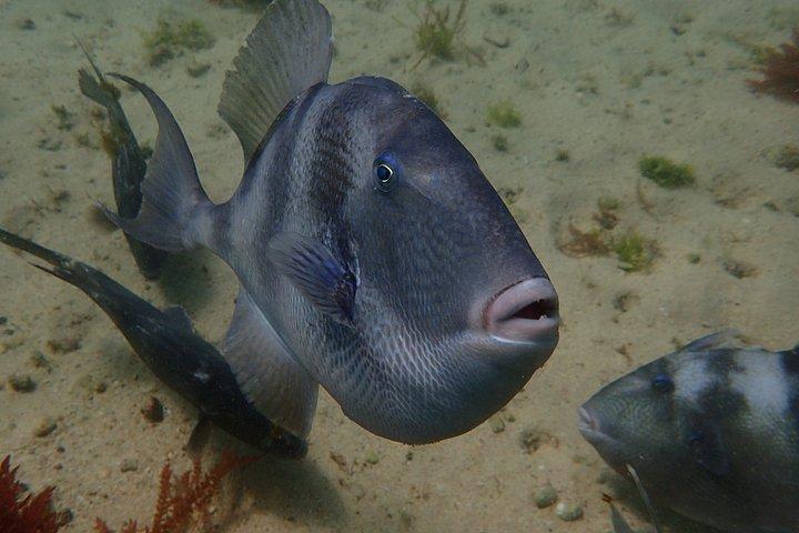 アラビダ自然公園リスボンシュノーケリングアドベンチャー