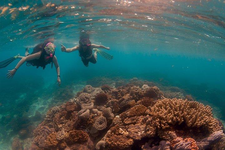 Hol Chan Catamarã Tour com Snorkel Sharks e Caye Caulker