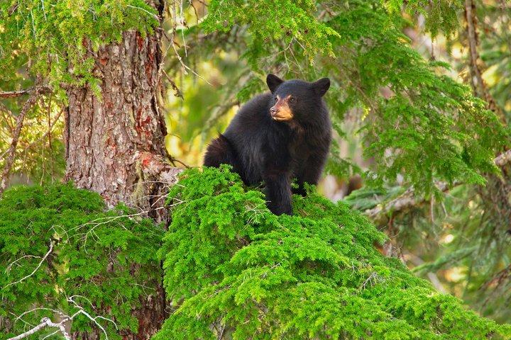 Whistler Afternoon Evening med The Bears Land Rover Scenic Tour