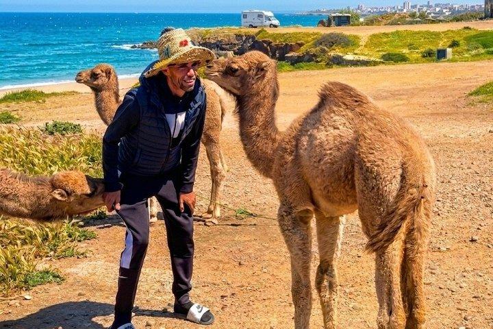 タンジェ4-キャメルライド、メディナ＆カスバ付き1時間プライベートツアー………