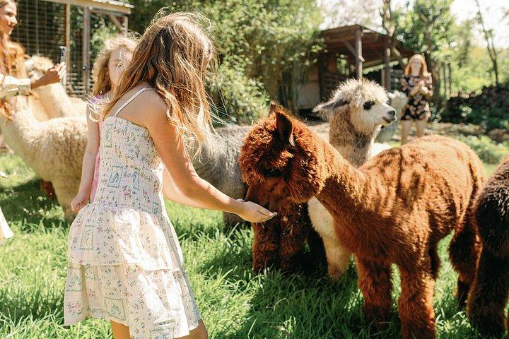 Alpaca Llama og kanin te fester