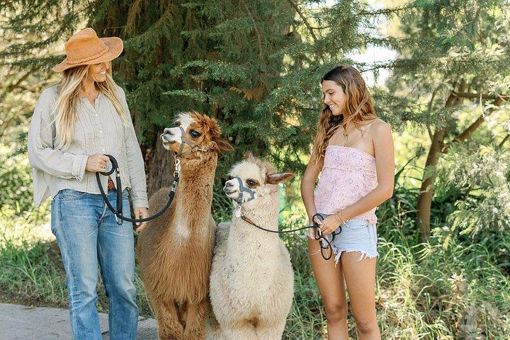 Alpaca Llama og kanin te fester