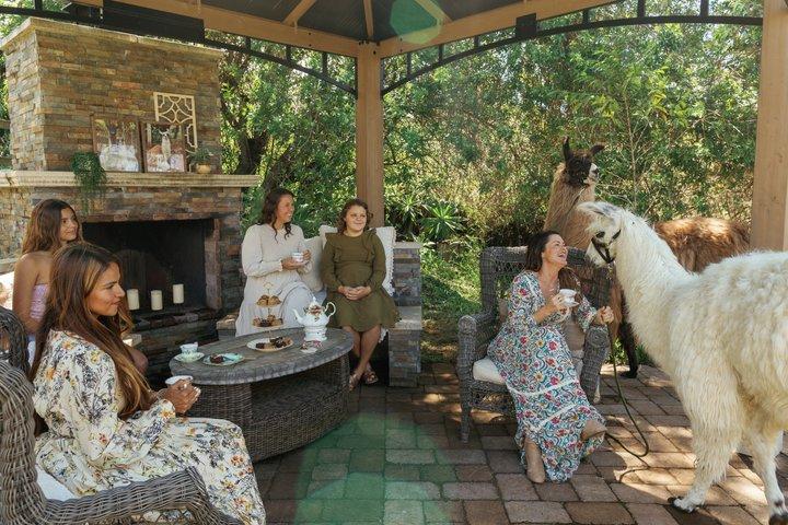 Alpaka Lama und Bunny Tea Partys