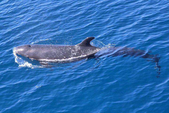 Dolphin Watching with Costa Rican Companies