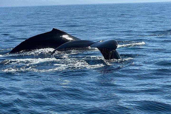 Dolphin Watching with Costa Rican Companies