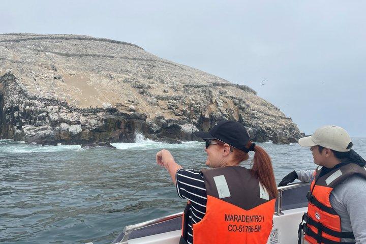 Private Palomino Islands Tour Svøm med Sea Lions