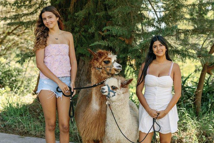 Alpaca Llama og kanin te fester