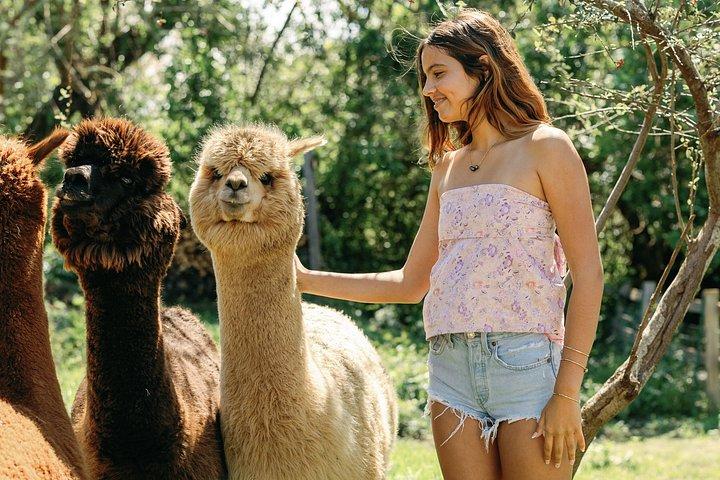 Alpaca Llama og kanin te fester