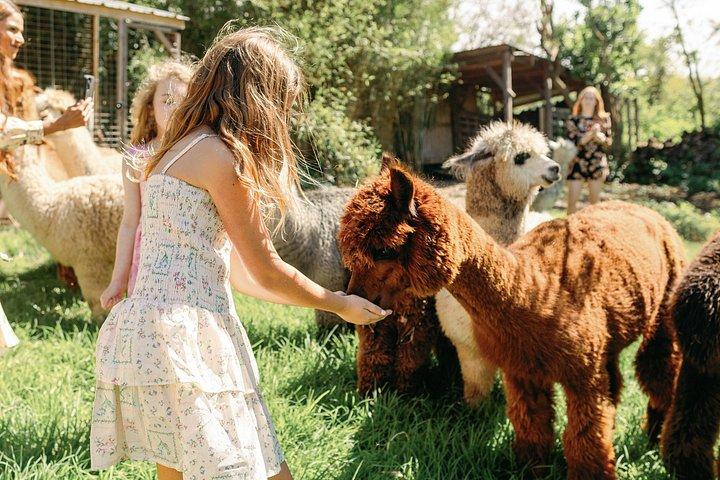 Alpaca Llama og kanin te fester
