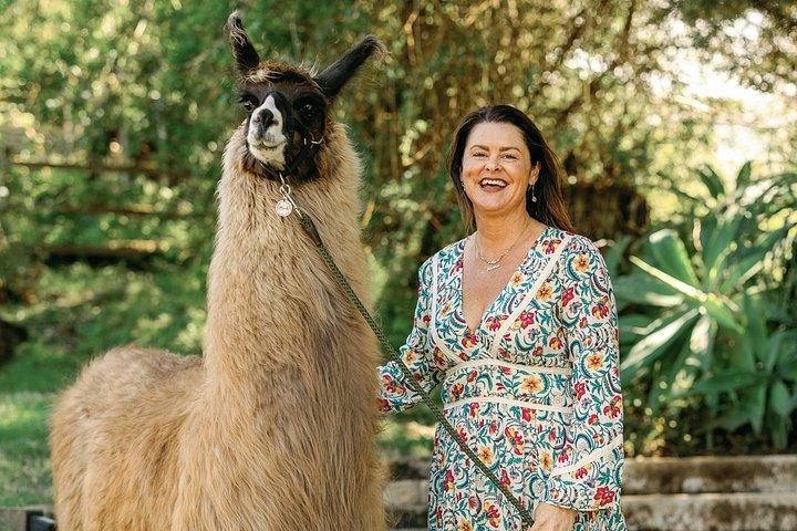 Alpaca Llama og kanin te fester