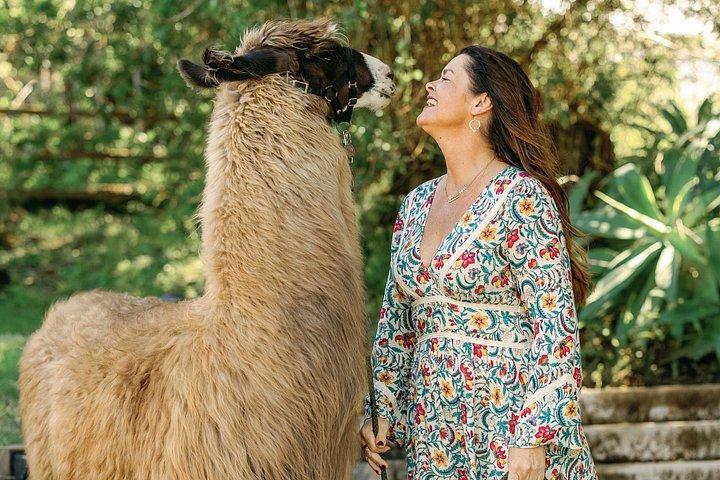 Alpaca Llama og kanin te fester