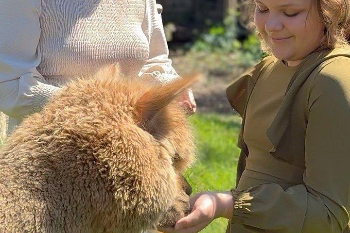 Alpaca Llama og kanin te fester