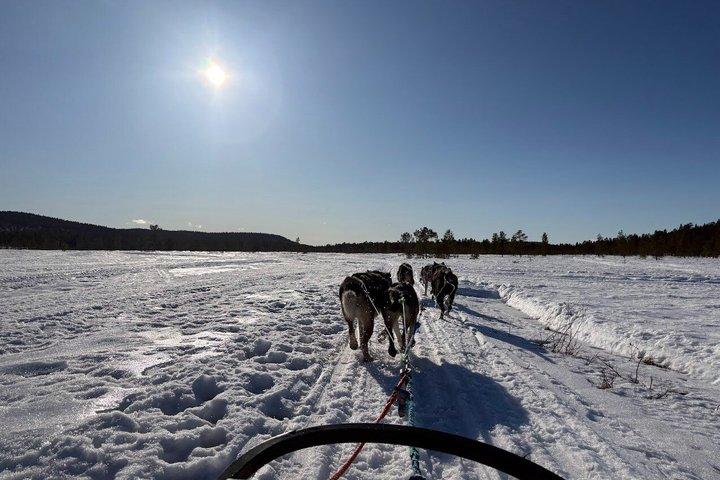 Husky Dog Sledding Experience