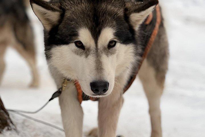 ハスキー犬ぞり体験