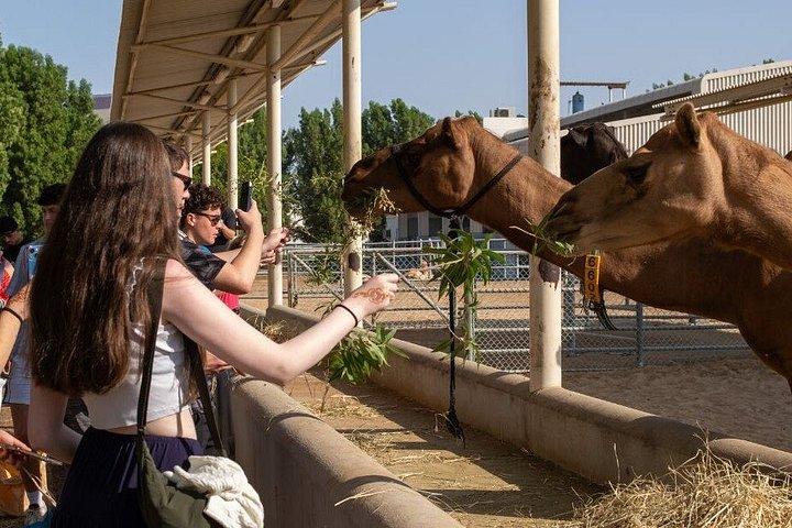 Camel Farm Experience Ride Feed and Live Race Viewing