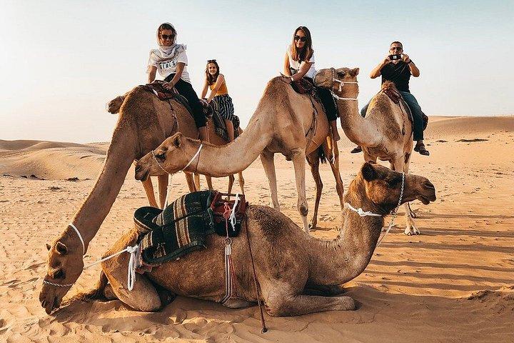 Camel Farm Experience Ride Feed and Live Race Viewing