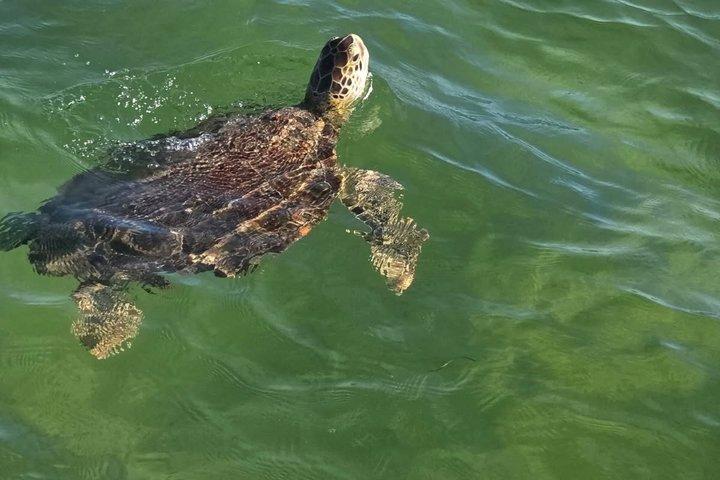 Simma med delfiner och snorkling grupptur