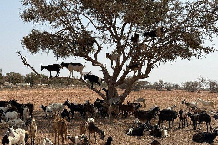 Visita la città di Marrakech a 1 giorno da Agadir