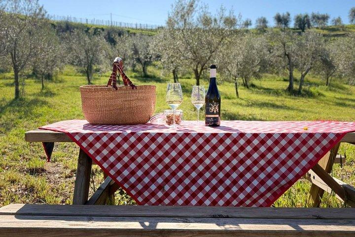Vineyard Picnic at a Family Winery Near Orvieto
