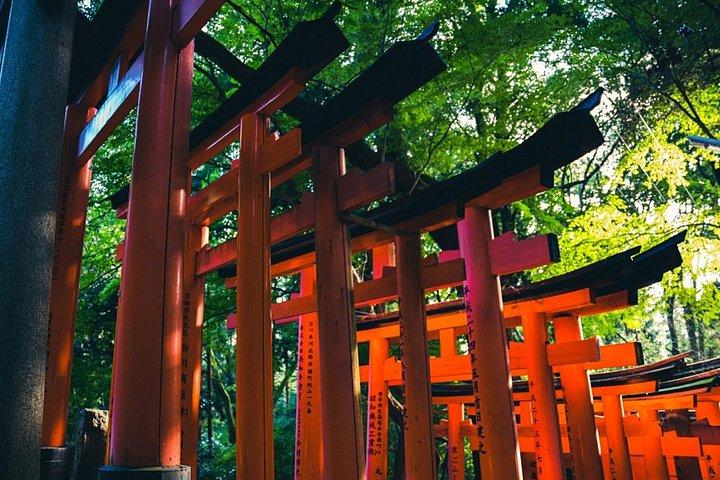 京都プライベートモーニングツアー：伏見稲荷＆チームラボバイオボルテックス