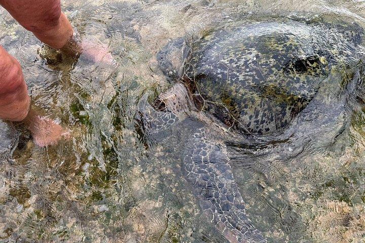 ベンガル州アウンガラ発カメの孵化体験ガラ日帰りツアー