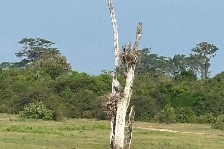 ウダワラワ国立公園サファリアウンガラ,コスゴダ,ベントタ,ベルワラ