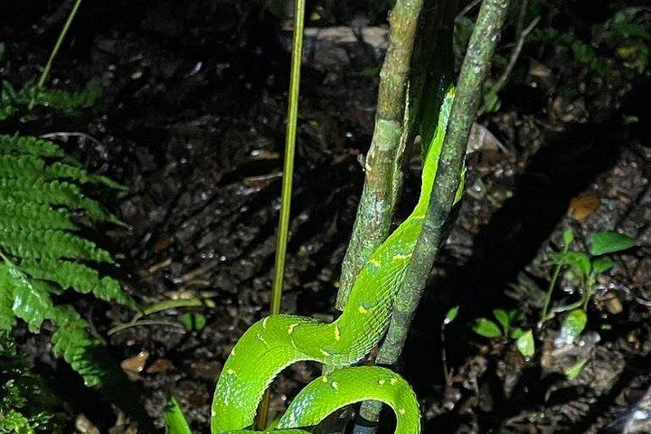 少人数グループ 野生生物保護区 モンテベルデ ナイトウォーキングツアー