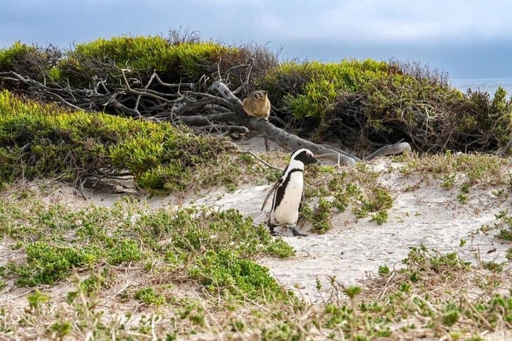 Cape of Good Hope& Penguins at Boulders Beach full day tour