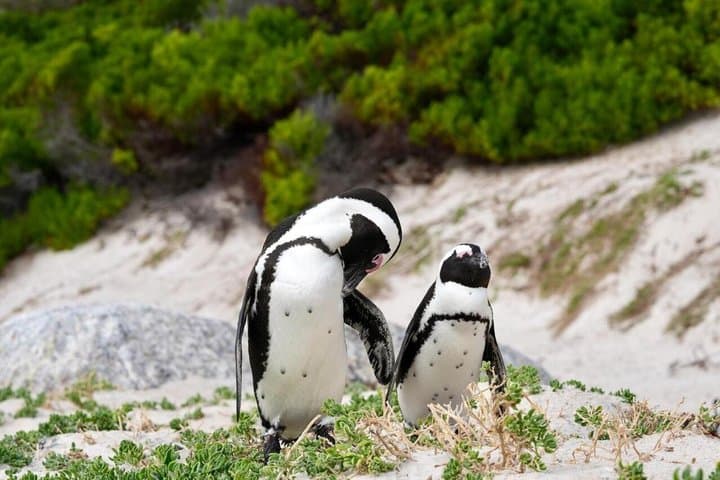Cape of Good Hope& Penguins at Boulders Beach full day tour