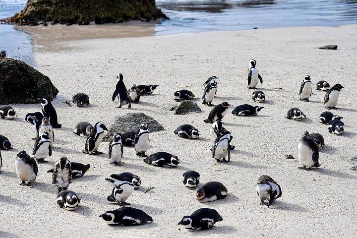 ケープ・オブ・グッドホープ＆ペンギンズ・アット・ボルダーズビーチ終日ツアー