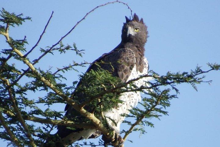 ケニアサファリツァボ東ツアー9日間体験