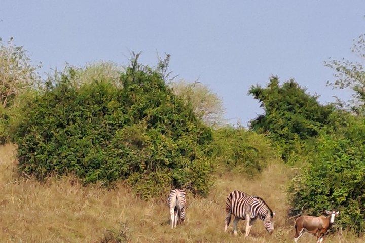 Half day Safari at Kissama Park