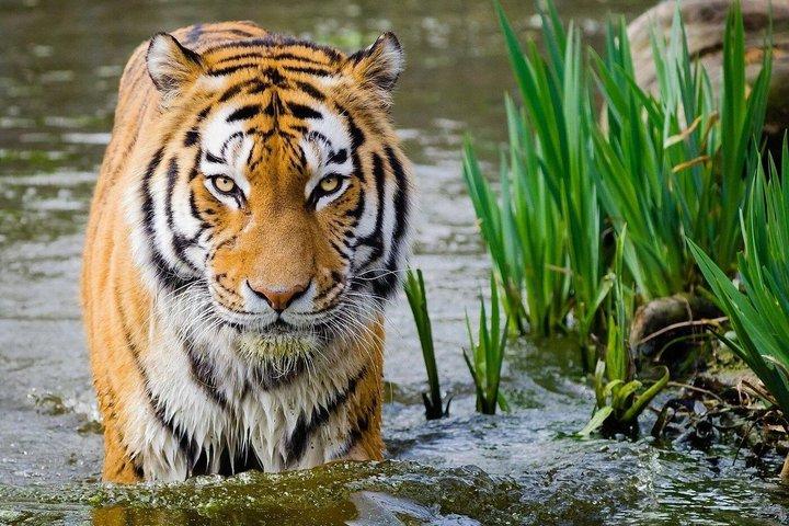From Delhi: 4-Days Golden Triangle Tour with Ranthambore Safari