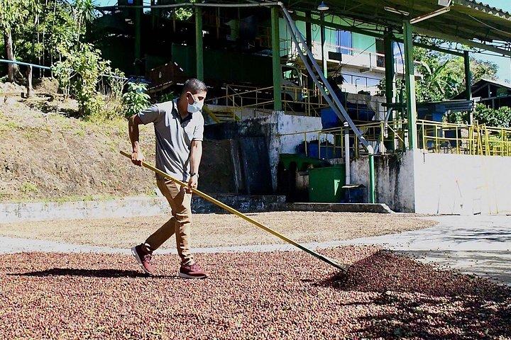 Coffee Tour - near Sámara & Carrillo Beach