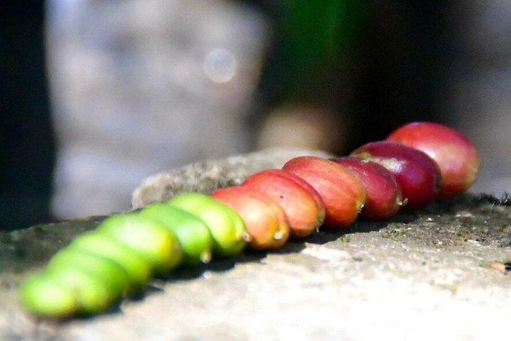 Coffee Tour - near Sámara & Carrillo Beach