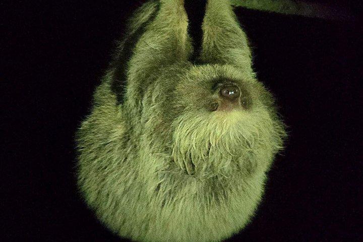 Monteverde nattvandring : Wildlife & Expert Guide