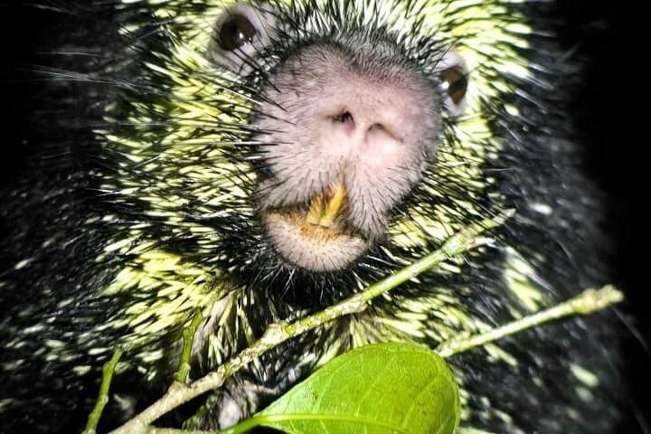 モンテベルデナイトウォーク：野生動物＆エキスパートガイド