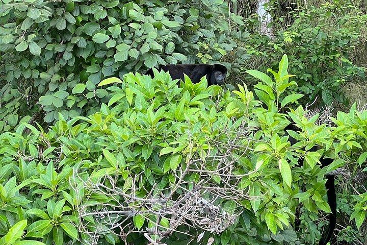 ガトゥン湖ネイチャークルーズパナマ運河体験