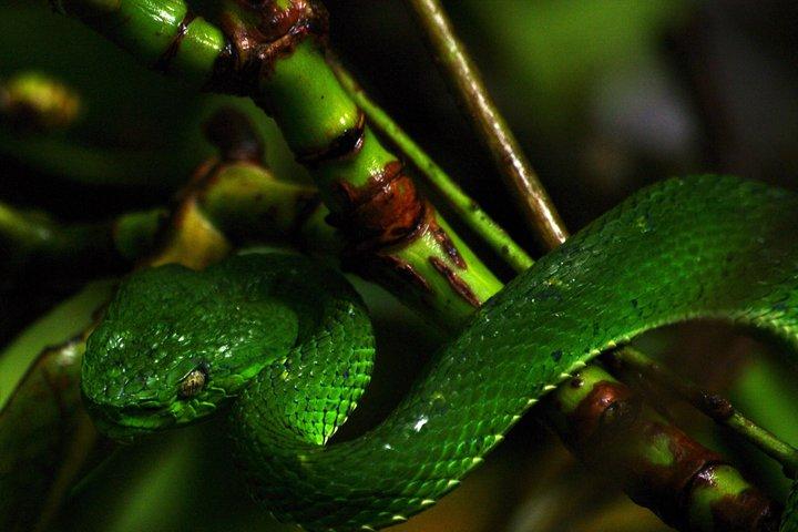 Small-Group Night Tour in Monteverde’s Cloud Forest