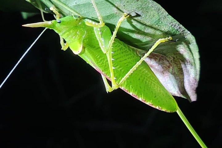 Small-Group Night Tour in Monteverde’s Cloud Forest
