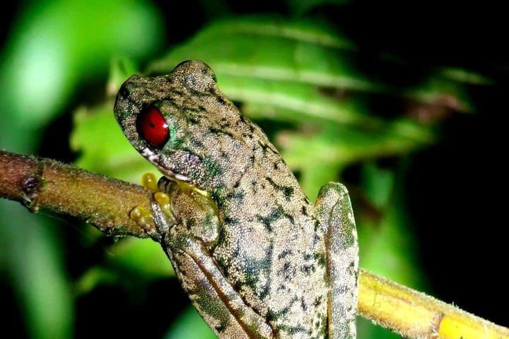 Small-Group Night Tour in Monteverde’s Cloud Forest