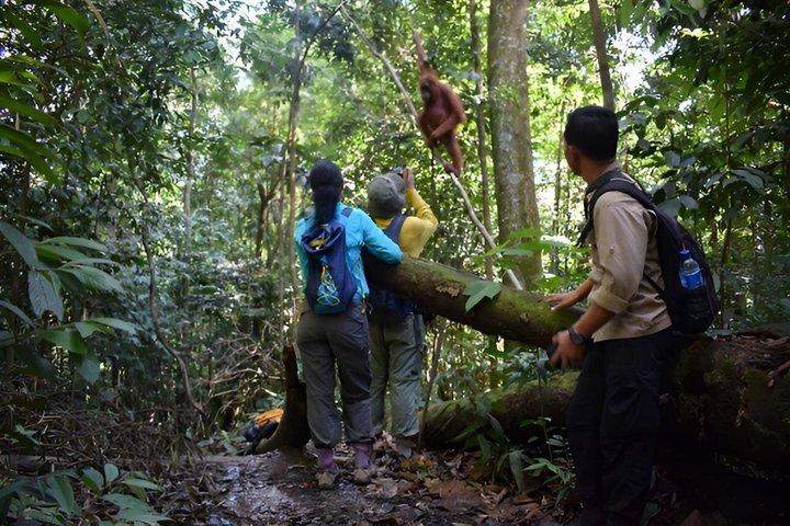 Jungle Trekking 1 dag i Bukit Lawang