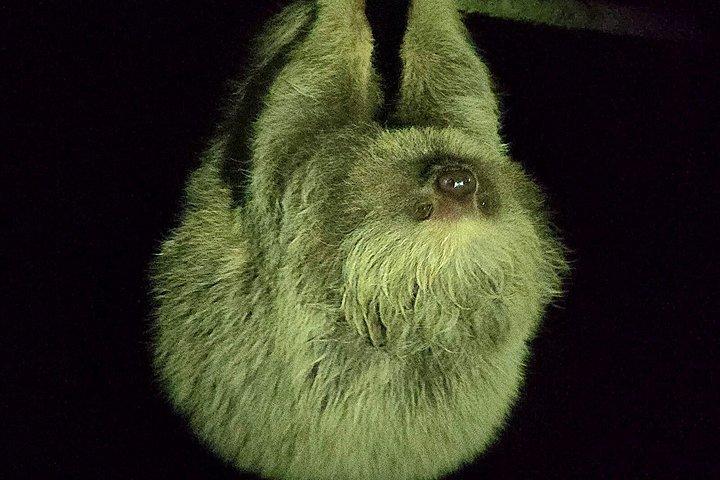 Monteverde Cloud Forest Night Wildlife Experience