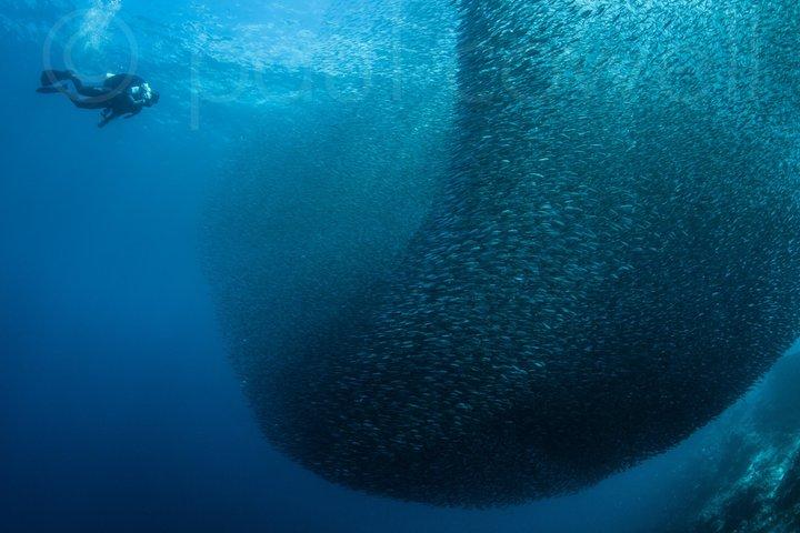 Fun Boat Dive for certified diver