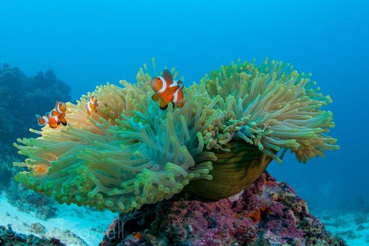 Fun Boat Dive for certified diver