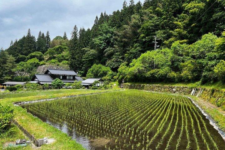 名古屋発馬籠から妻籠へのハイキングツアー